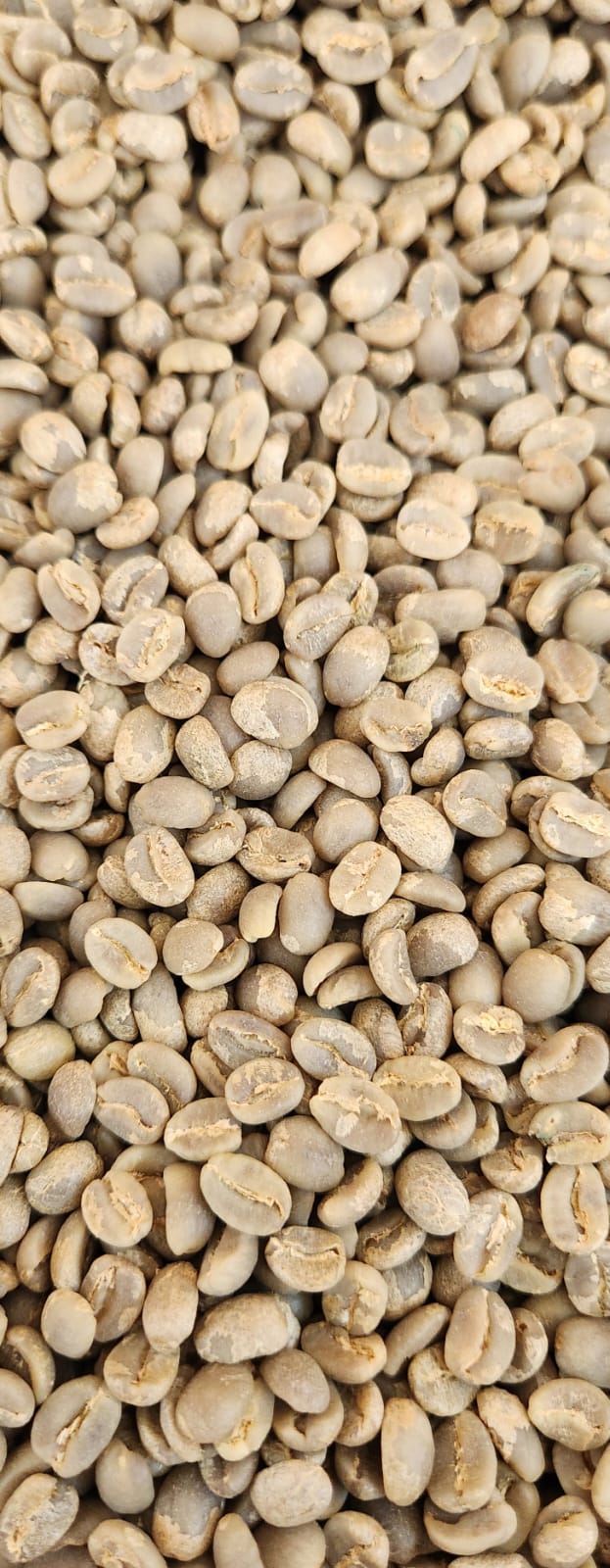 Specialty Arabica